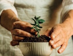 Ingin Tanaman Sehat dan Tidak Layu? Simak Tipsnya Disini!