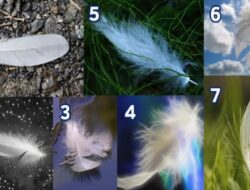 Tes Psikologi: Pilih Bulu dan Temukan Pesan Untuk Anda