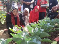Panen Sayur di Demplot KWT Kenanga, Bupati Sukoharjo: Jangan Hanya “Obor-obor Blarak, Harus Berlanjut