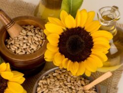 Segenggam Sehari, Ini Manfaat Biji Bunga Matahari