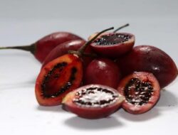 Mengungkap Manfaat Terong Tamarillo Bagi Kesehatan