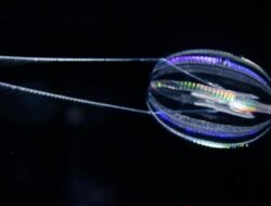 Mengenal Makhluk Hidup Tertua Didunia