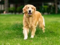 Tips Merawat Anjing Kesayangan Anda Dengan Benar