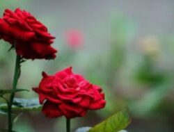 Manfaat Bunga Mawar Untuk Kulit