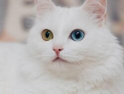 Tips Dasar Merawat Kucing Peliharaan di Rumah