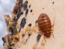 Bahan Kimia yang Dapat Menghilangkan Kutu Busuk yang Mengganggu