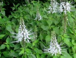 Manfaat Kesehatan Tanaman Kumis Kucing yang Cukup Mengejutkan