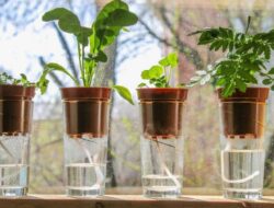 Ingin Menanam Tanaman di Air, Begini Cara Tanam dan Merawatnya