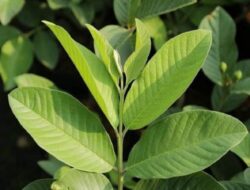 Selain Buahnya, Daun Jambu Biji Juga Bermanfaat Untuk Kesehatan
