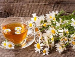 Siapa Sangka Jika Bunga Krisan Memberi Khasiat Kesehatan yang Menakjubkan!