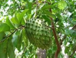 Manfaat Daun Sirsak Bagi Tubuh yang Jarang Diketahui