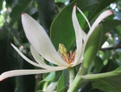 Manfaat Bunga Cempaka Bagi Kesehatan yang Kurang Diketahui