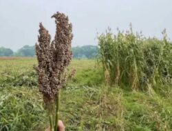 Panen Cantel atau Sorgum Sang Hyang Seri Capai Hasil 3.5 Ton Bulir Per Hektar, Diatas Rata-rata Dunia