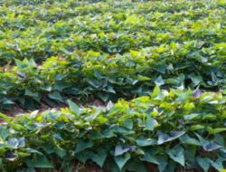 Manfaat Daun Ubi Jalar Bagi Kesehatan yang Mengejutkan