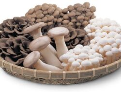 7 Manfaat Jamur yang Mengesankan bagi Kesehatan