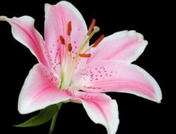 Cara Menanam Bunga Lili Perdamaian yang Perlu Anda Ketahui