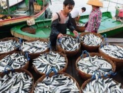 10 Fakta Menarik Protein Ikan Laut untuk Kesehatan