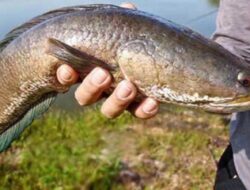 Khasiat dan Nutrisi Ikan Gabus Bagi Kesehatan yang Cukup Mengejutkan
