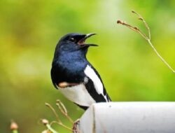 Apakah Burung Makan Jangkrik? Simak Panduan Tentang Pola Makan Burung Disini!