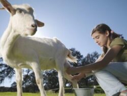 Manfaat Susu Kambing yang Perlu Anda Ketahui!