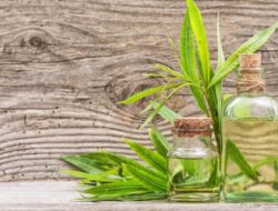 Melihat Khasiat Daun Kayu Putih yang Jarang Orang Tahu