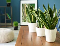 Selain Cantik Dipandang, Ternyata Tumbuhan Ini Dapat Menguatkan Luka Ringan