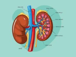 Waspadai, Tanda Anda Mungkin Mengidap Penyakit Ginjal