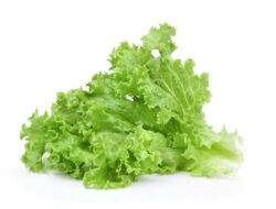 Simak Berikut Manfaat Nutrisi pada Selada