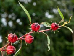Banyak ditemui di Thailand, Inilah Manfaat Rosella untuk Kesehatan