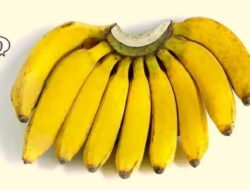 Manfaat Pisang Raja Teratas yang Belum Anda Ketahui