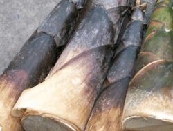 Sederet Manfaat Tersembunyi dari Rebung