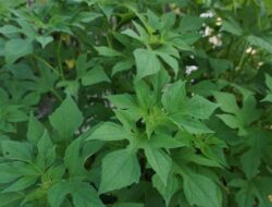 Mengungkap Tanaman Insulin yang Menakjubkan