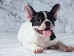 Ingin Pelihara Anjing untuk Anak? Mungkin Ini Bisa Anda Jadikan Pertimbangan!