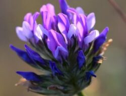 Fungsi Bakuchiol untuk Wajah yang Perlu Anda Ketahui!