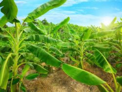Sering Dianggap Tidak Bernilai, Ternyata Inilah Manfaat Batang Pohon Pisang
