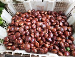 Meskipun Berbau Menyengat, Ternyata Ini Manfaat Jengkol untuk Tubuh!