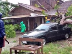 Hujan Deras Disertai Angin Kencang di Sukoharjo, Mobil Tertimpa Pohon Tumbang