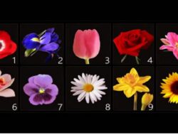 Tes Kepribadian: Pilih Bunga yang Anda Suka dan Temukan Rahasia Paling Intim Anda