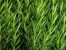 Dapat Mencegah Gangguan Pencernaan, Ini Sederet Manfaat Rosemary