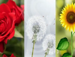Tes Psikologi: Pilihlah Bunga yang Paling Anda Rasakan Keterkaitannya, Apa yang Anda Rasakan Mewakili Esensi Sejati Anda