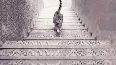 Tes Kepribadian: Apa yang Dilakukan Kucing Ini Jawaban Anda Akan Memberi Tahu Anda Bagaimana Reaksi Anda terhadap Masalah