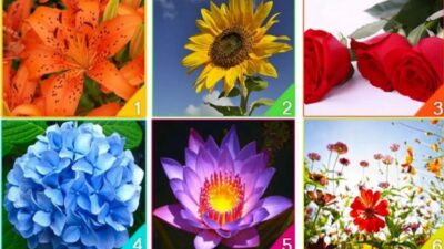 Tes Kepribadian: Bunga Mana yang Mewakili Semangat Anda?