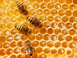 Mengenal Lebih Dekat Trypophobia, Begini Penjelasannya