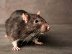 Cara Terbaik Membantu Membasmi Tikus