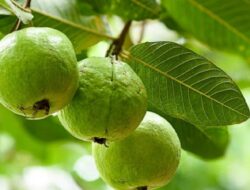 Kegunaan Daun Jambu Biji yang Menakjubkan