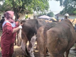 Hadapi Hari Raya Idul Adha, Sapi di Pasar Bekonang Sukoharjo Diperiksa Kesehatannya