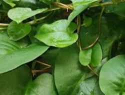 Berikut Manfaat Daun Binahong Untuk Kesehatan