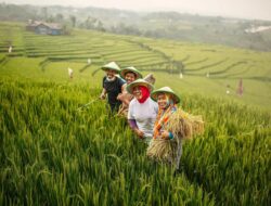 Kabar Gembira untuk Petani, Data Penerima Pupuk Bersubsidi Akan Diupdate per Empat Bulan