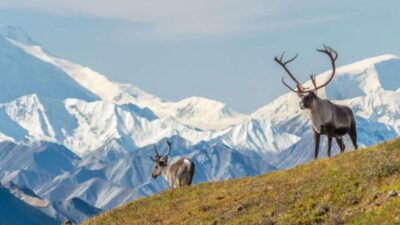 Hal Terbaik yang Dapat Dilakukan di Yukon, Kanada