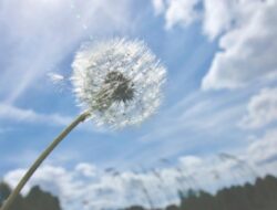 Pesona Bunga Dandelions